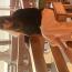 Elena Lembo Elena Lembo vende quadri online