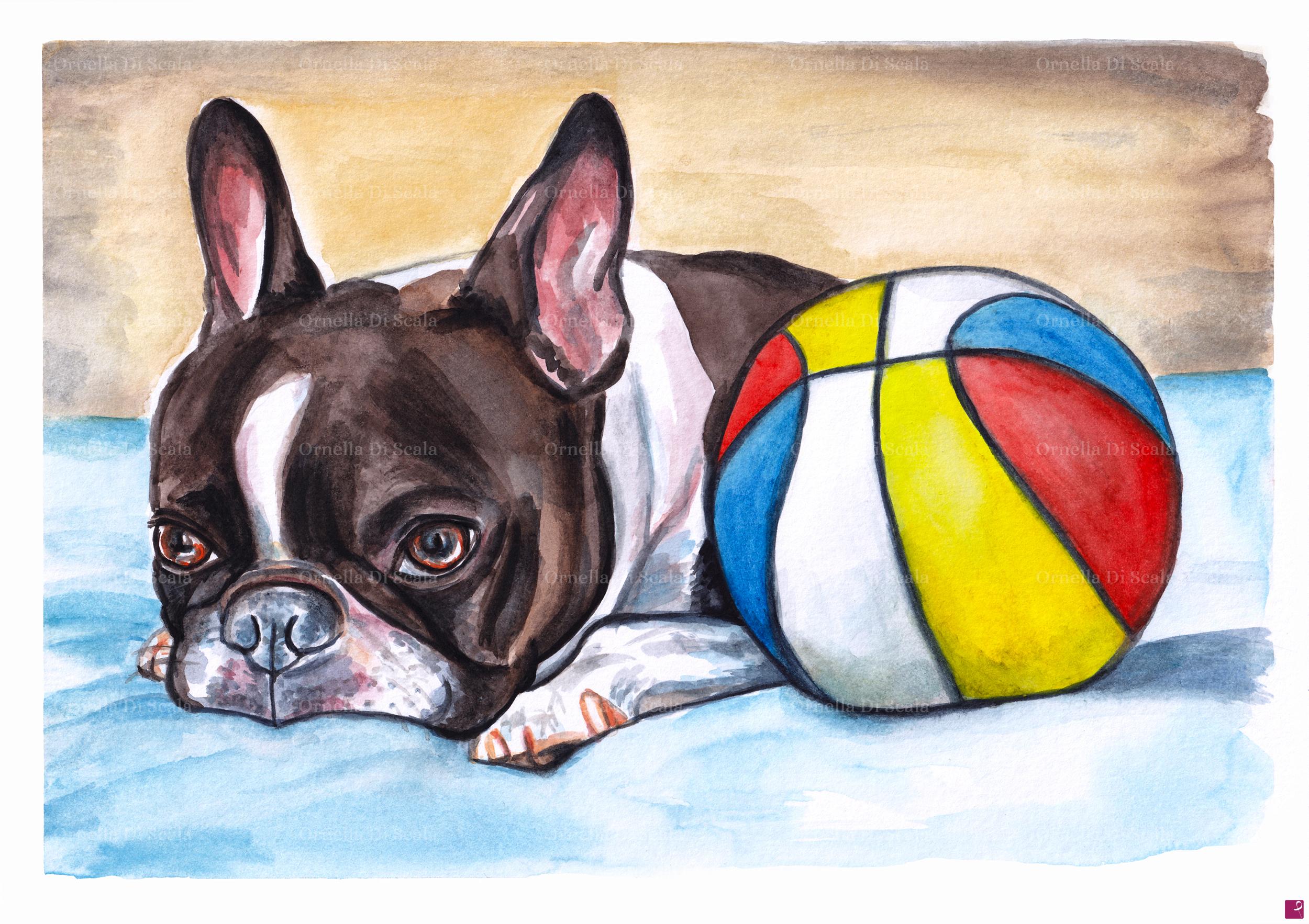 quadri in vendita online - Acquerello Boston terrier 