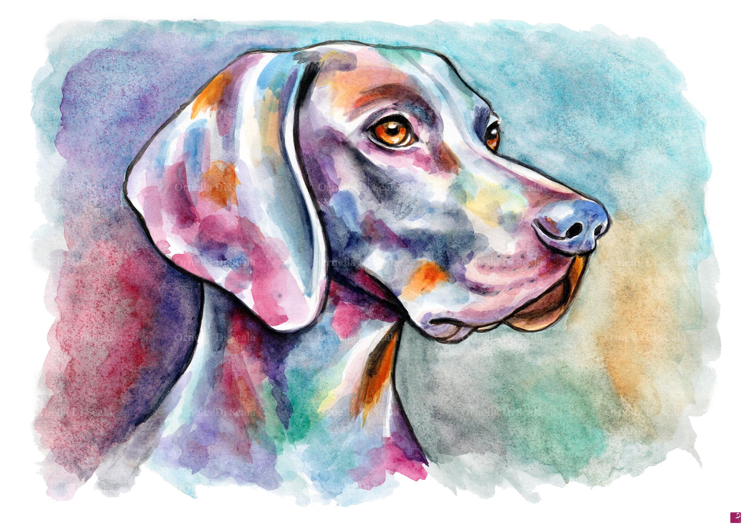 quadri in vendita online - Acquerello cane Weimaraner