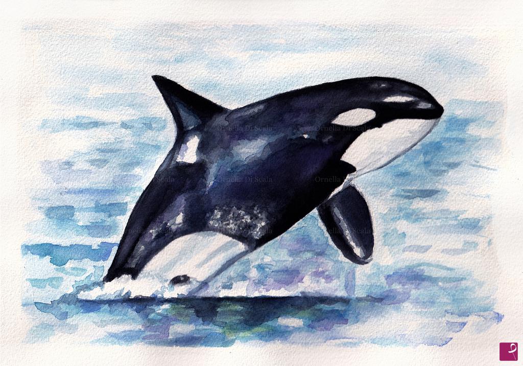 quadri in vendita online - Acquerello Orca dipinto a mano