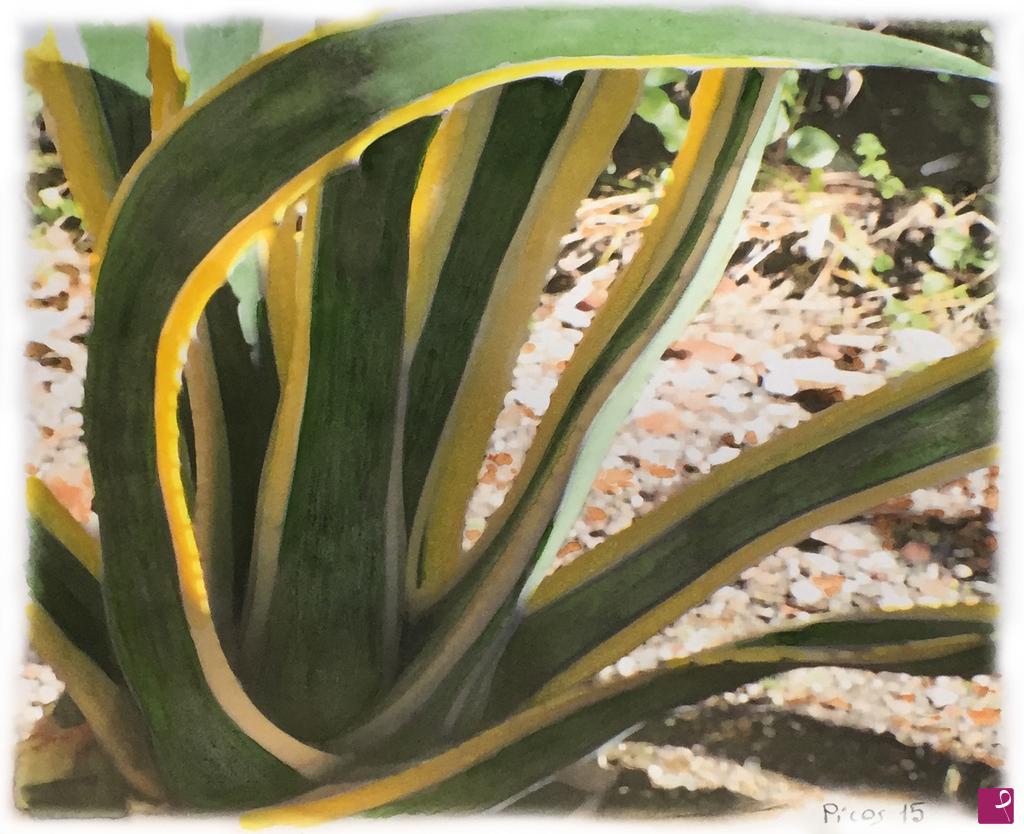 quadri in vendita online - Agave disperata