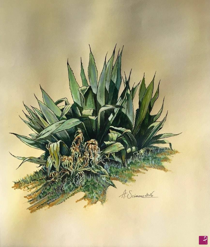 quadri in vendita online - Agave siciliana