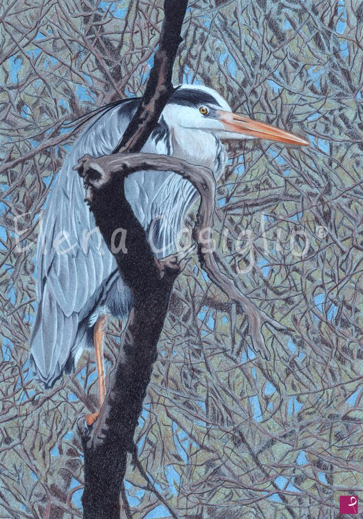 quadri in vendita online - Airone Cenerino, Ardea cinerea