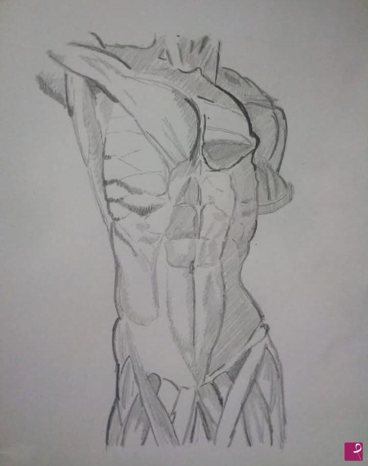 quadri in vendita online - Anatomia artistica