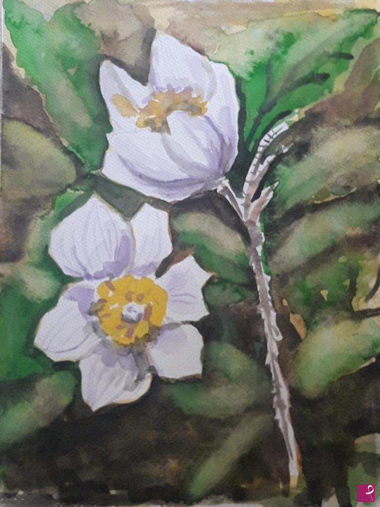 quadri in vendita online - Anemoni di  primavera 