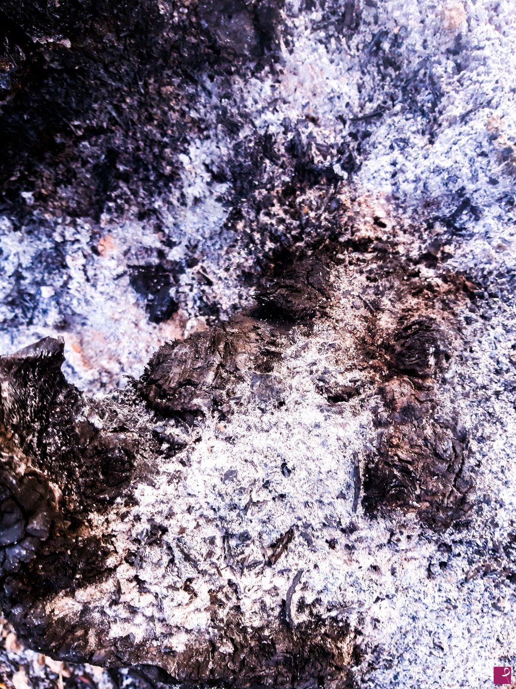 quadri in vendita online - Animal kingdom