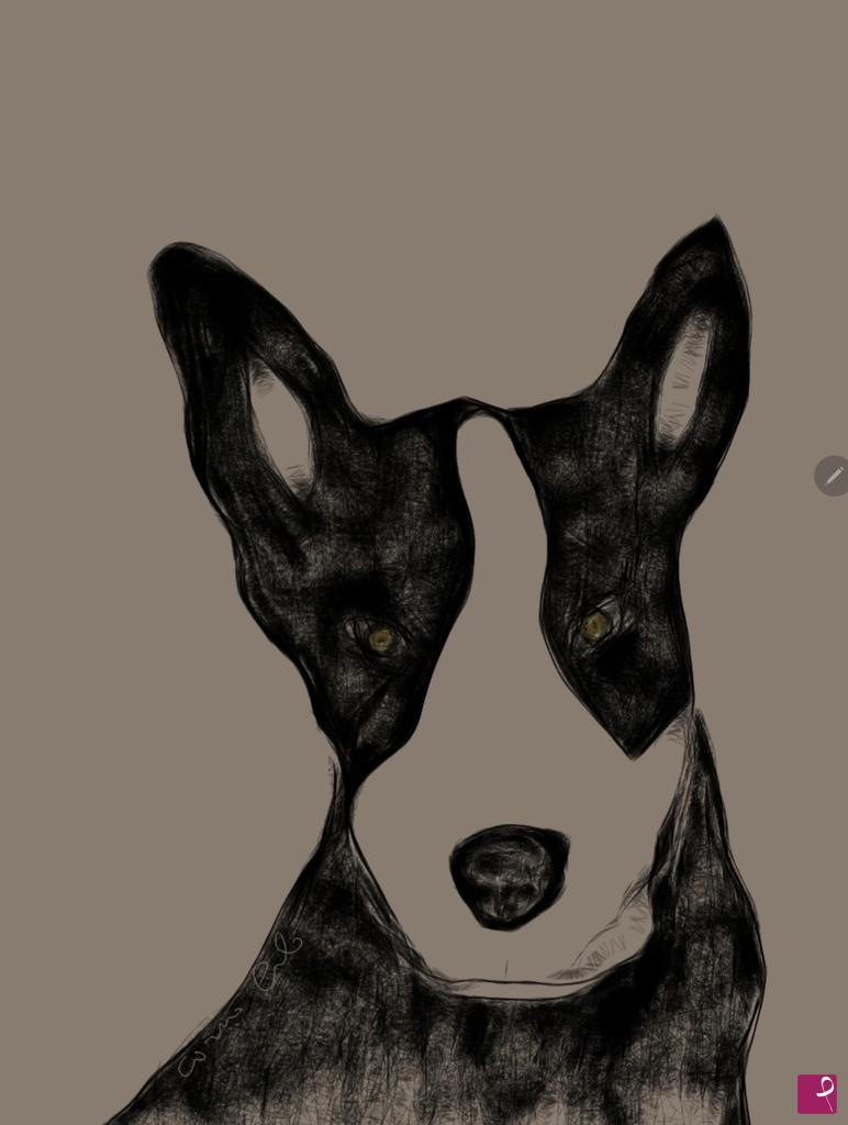 quadri in vendita online - Australian cattledog