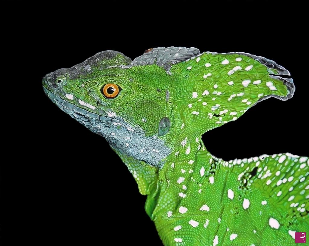 quadri in vendita online - "BASILISCUS"