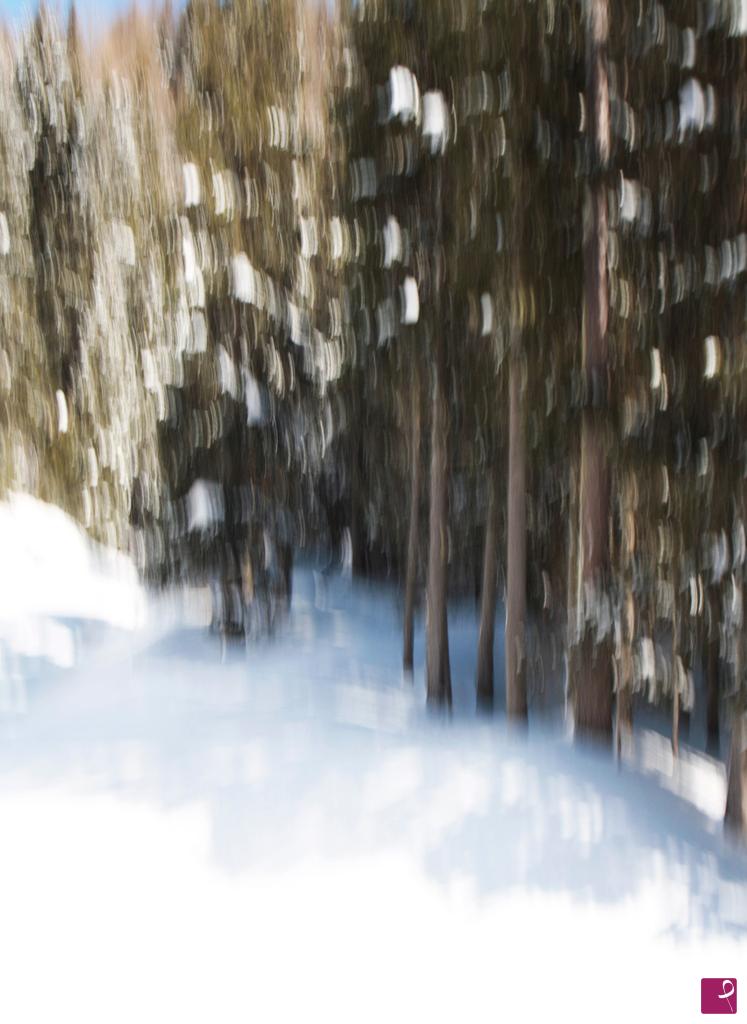 quadri in vendita online - "Bosco innevato"