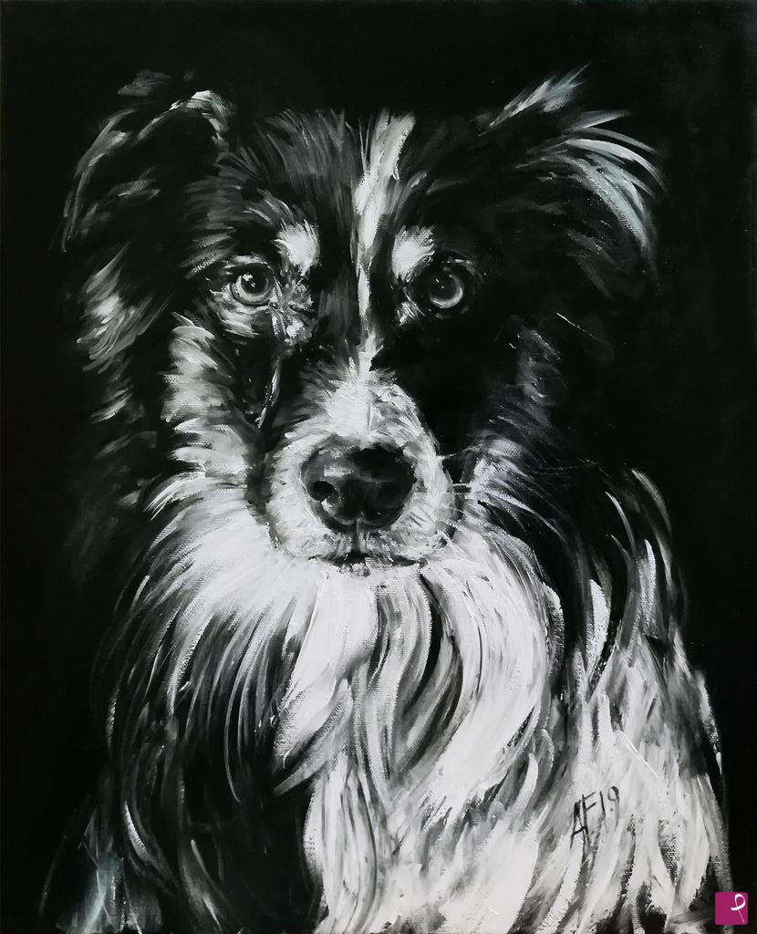 quadri in vendita online - B&W Border Collie