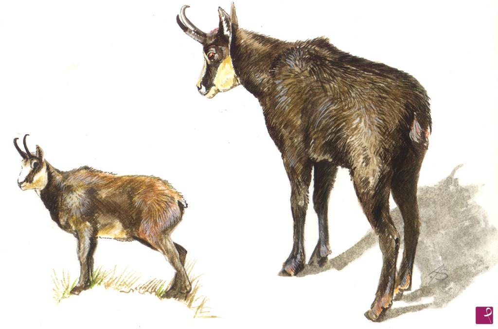 quadri in vendita online - Camoscio alpino, Rupicapra rupicapra
