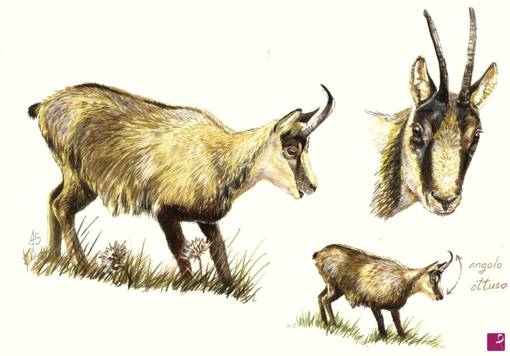 quadri in vendita online - Camoscio appenninico, Rupicapra rupicapra ornata