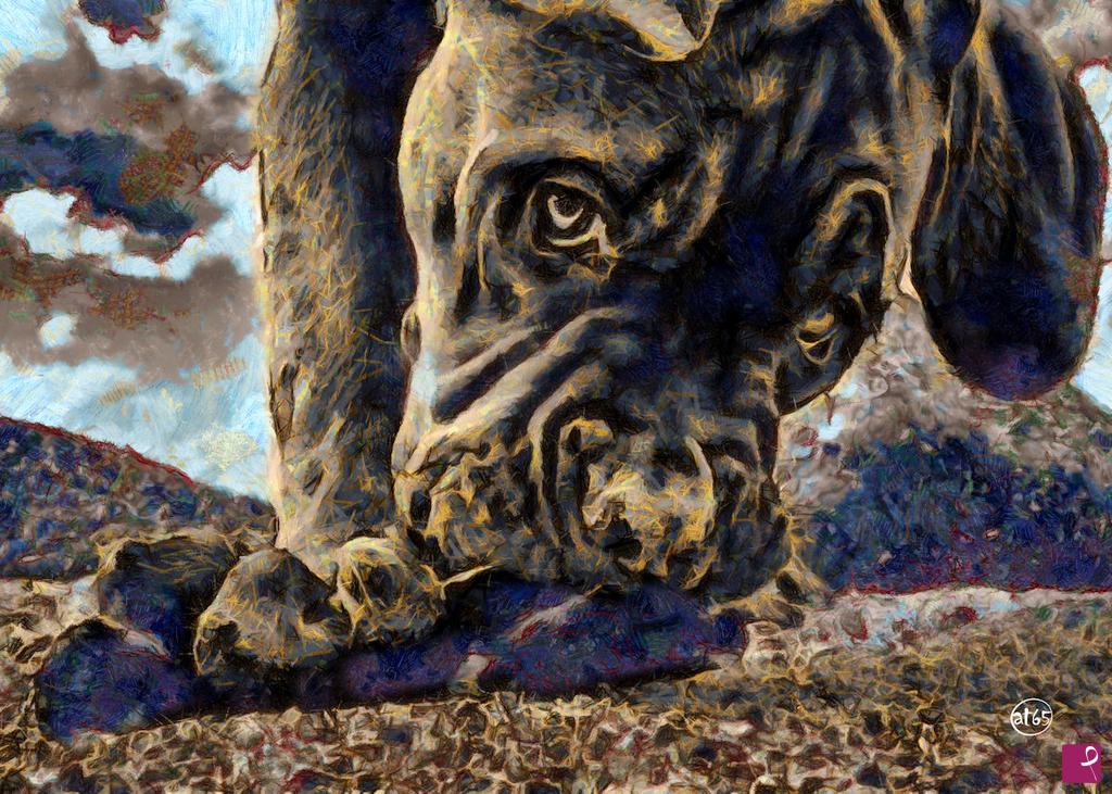 quadri in vendita online - Cane (da una foto di Raffaele Montepaone)
