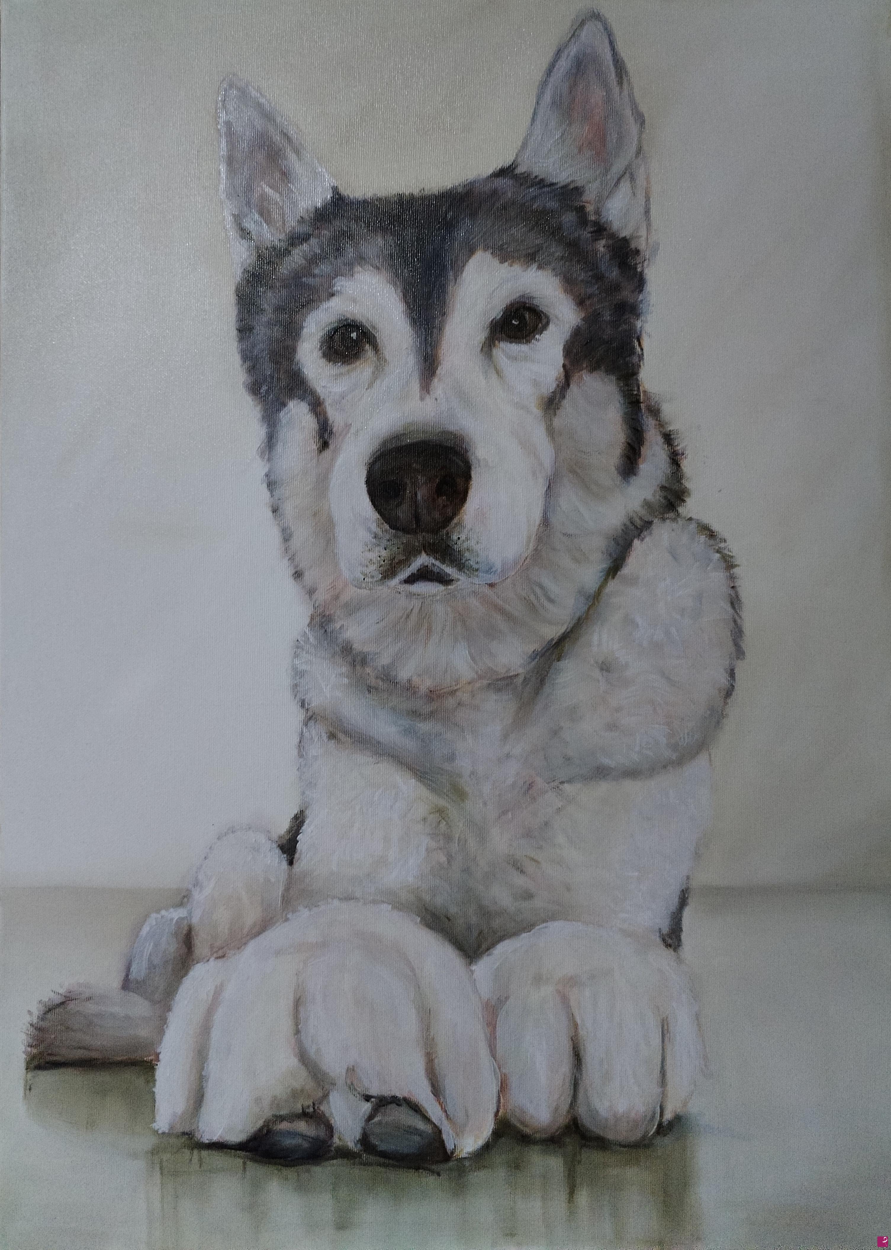 quadri in vendita online - Cane Husky ad olio su tela