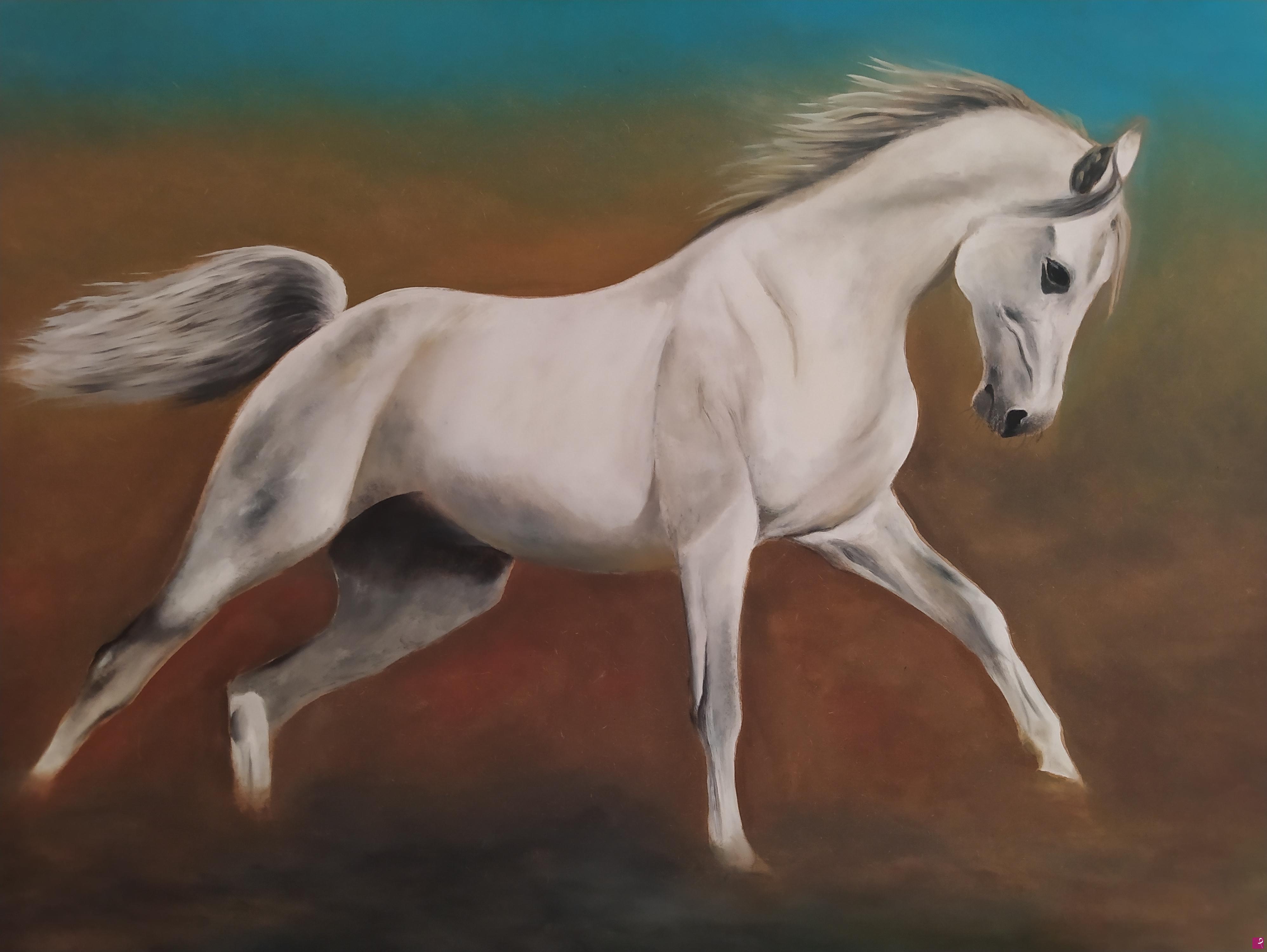 quadri in vendita online - Cavallo bianco 