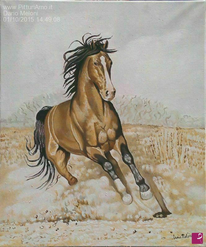 quadri in vendita online - Cavallo in Libertà