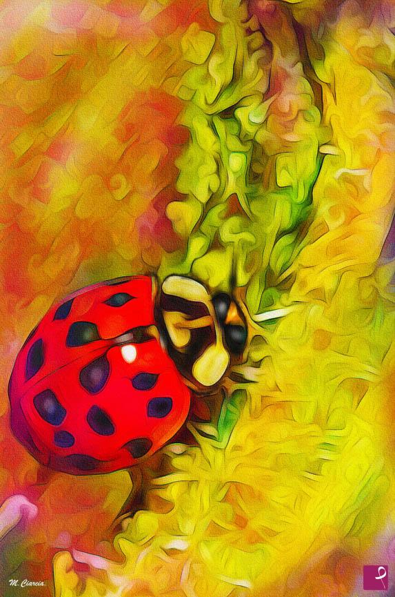 quadri in vendita online - Coccinella - Stampa Fine Art su Tela