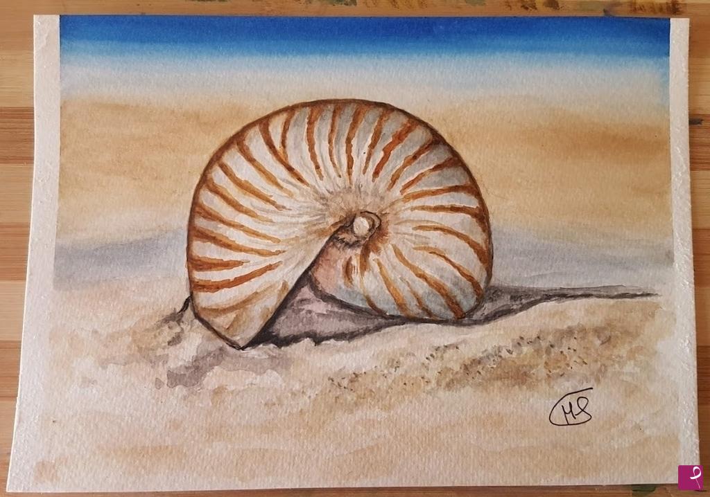 quadri in vendita online - Conchiglia di mare