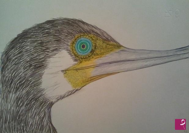 quadri in vendita online - cormorano 