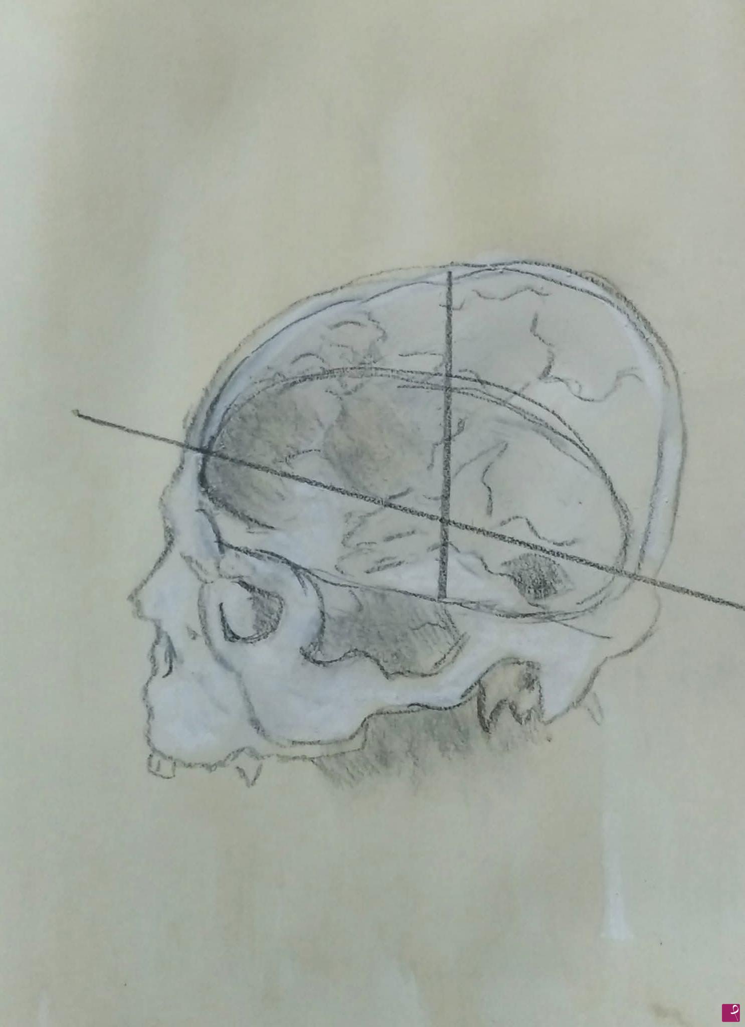 quadri in vendita online - Cranio anatomico