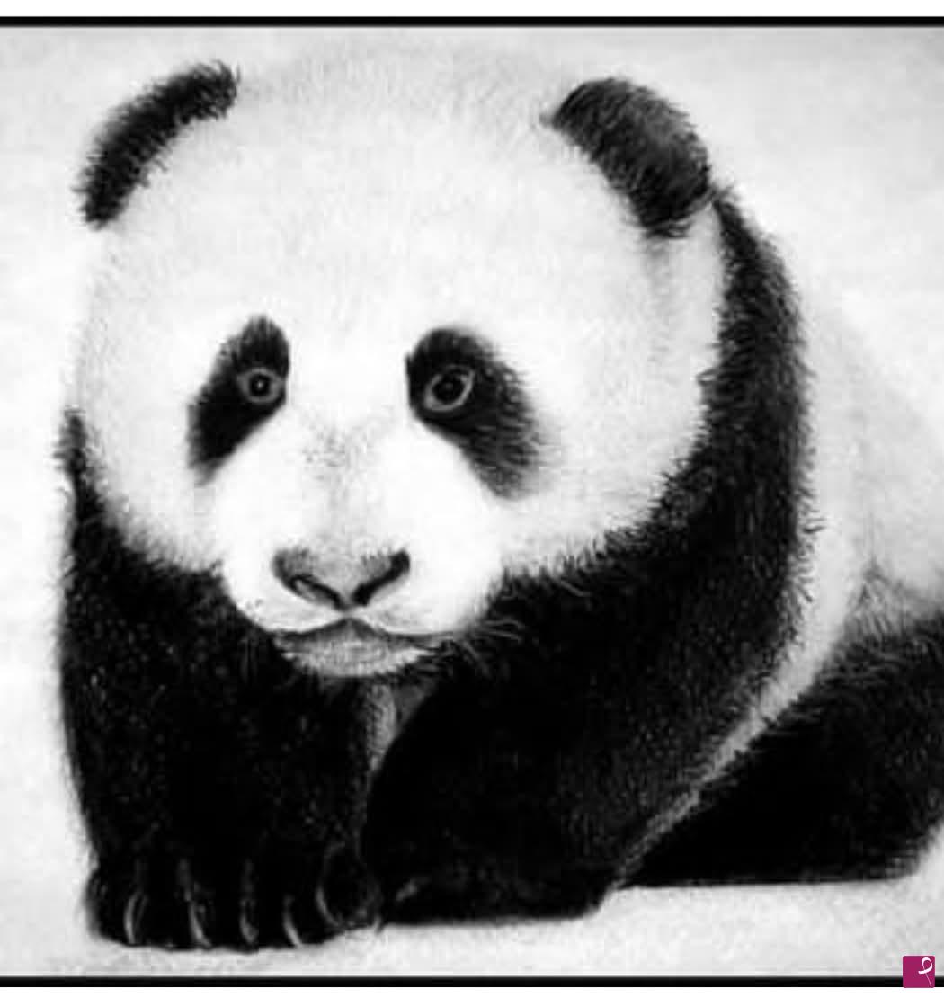 quadri in vendita online - cucciolo Panda