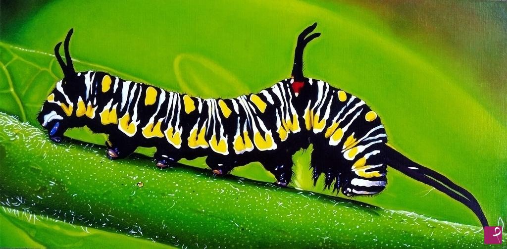 quadri in vendita online - "Danaus Gilippus Caterpillar"