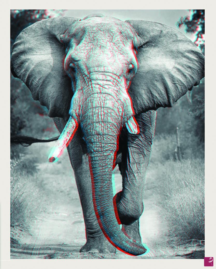 quadri in vendita online - Elephant
