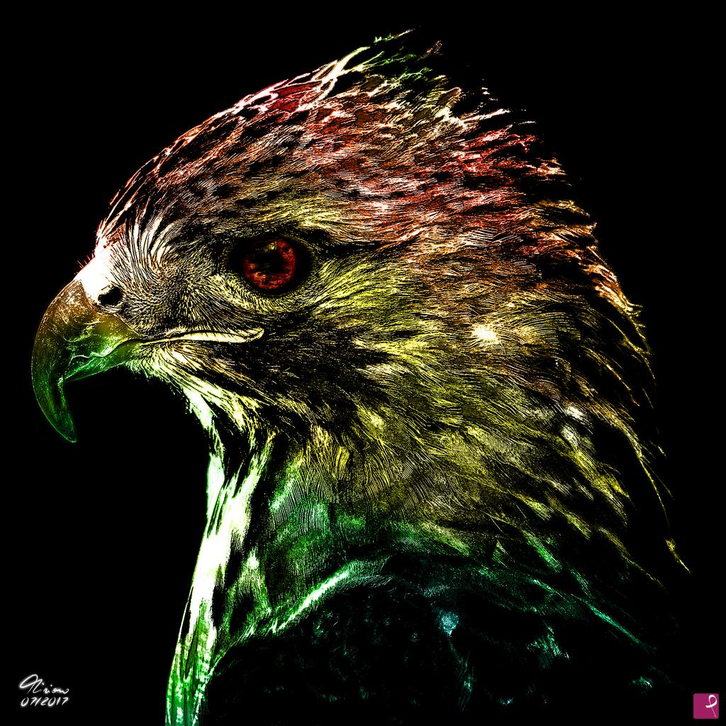quadri in vendita online - Falcon