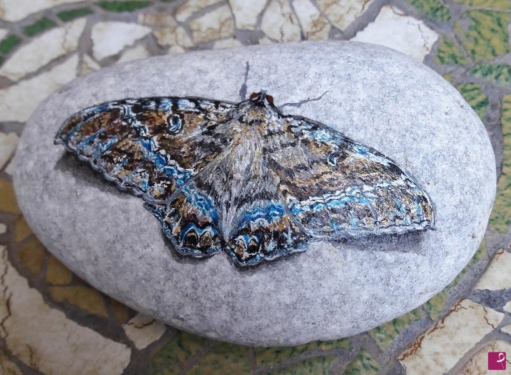 quadri in vendita online - farfalla Black witch moth