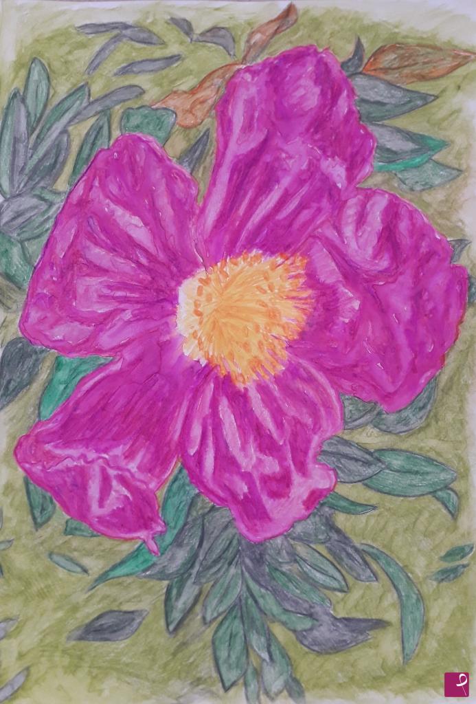quadri in vendita online - Fiore - cisto rosa 