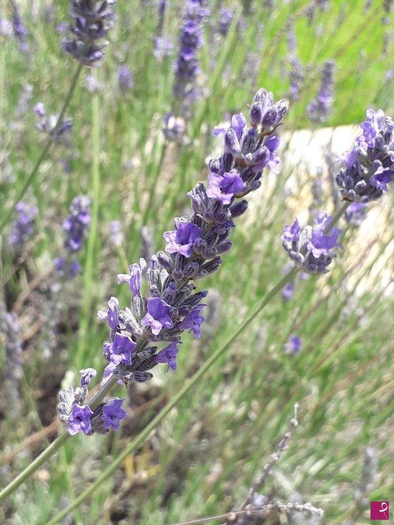 quadri in vendita online - fiore di lavanda 