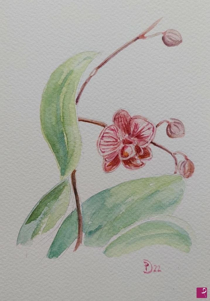 quadri in vendita online - Fiore di orchidea con boccioli