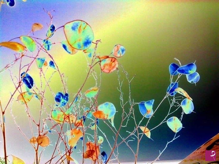 quadri in vendita online - FIORI DI PAPA