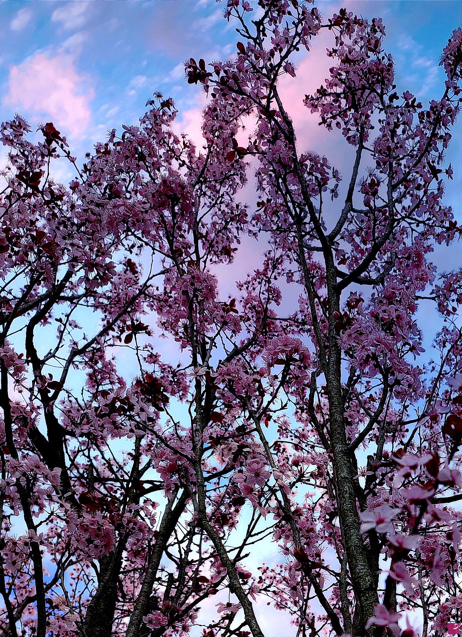 quadri in vendita online - Flowers