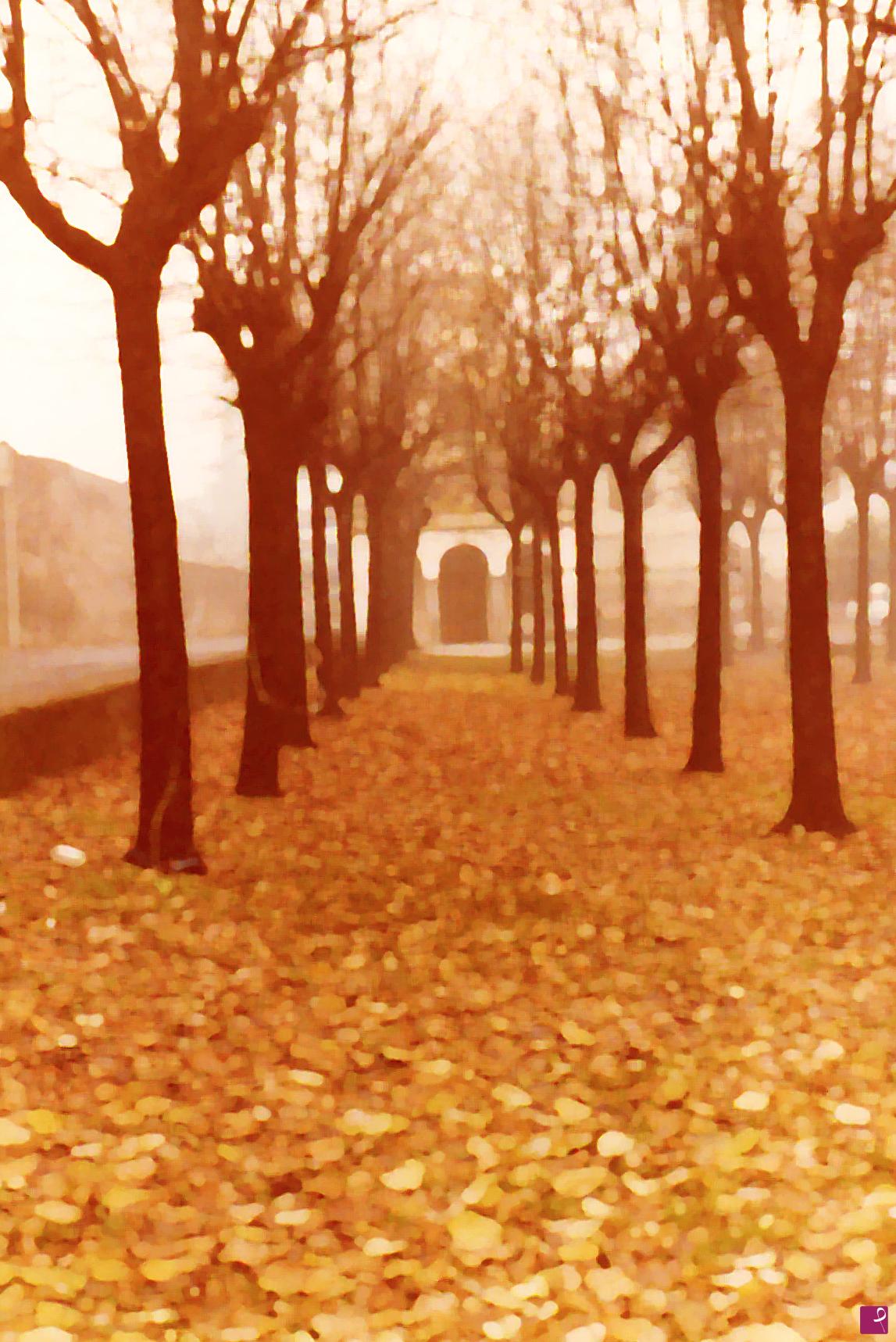 quadri in vendita online - Foglie d'Autunno