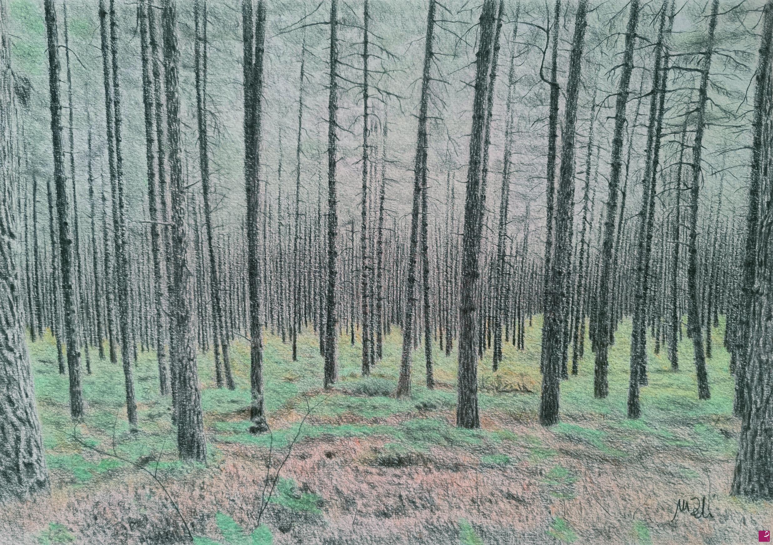 quadri in vendita online - Foresta silana