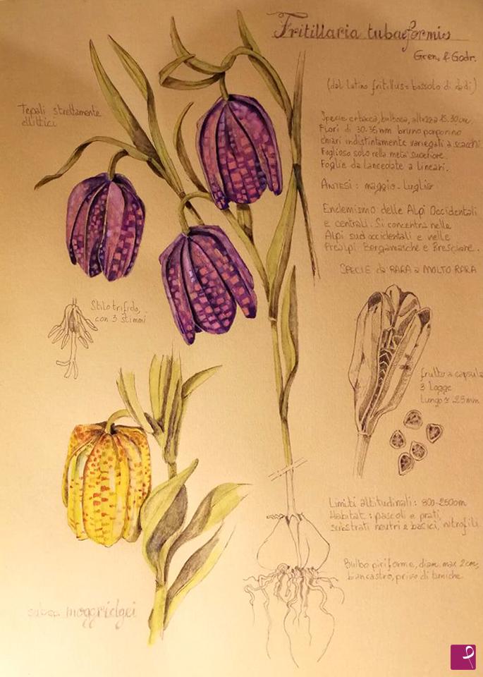 quadri in vendita online - Fritillaria tubaeriformis
