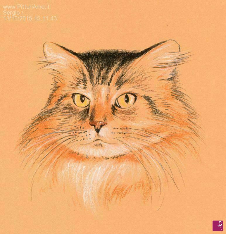 quadri in vendita online - gatto