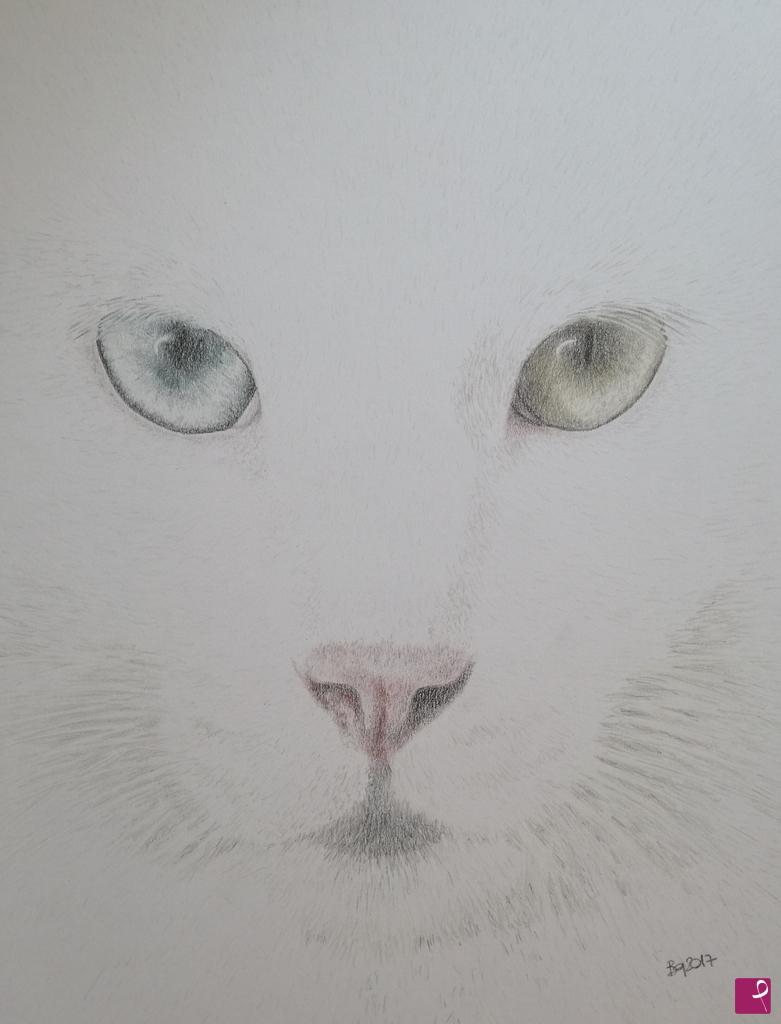 quadri in vendita online - Gatto bianco