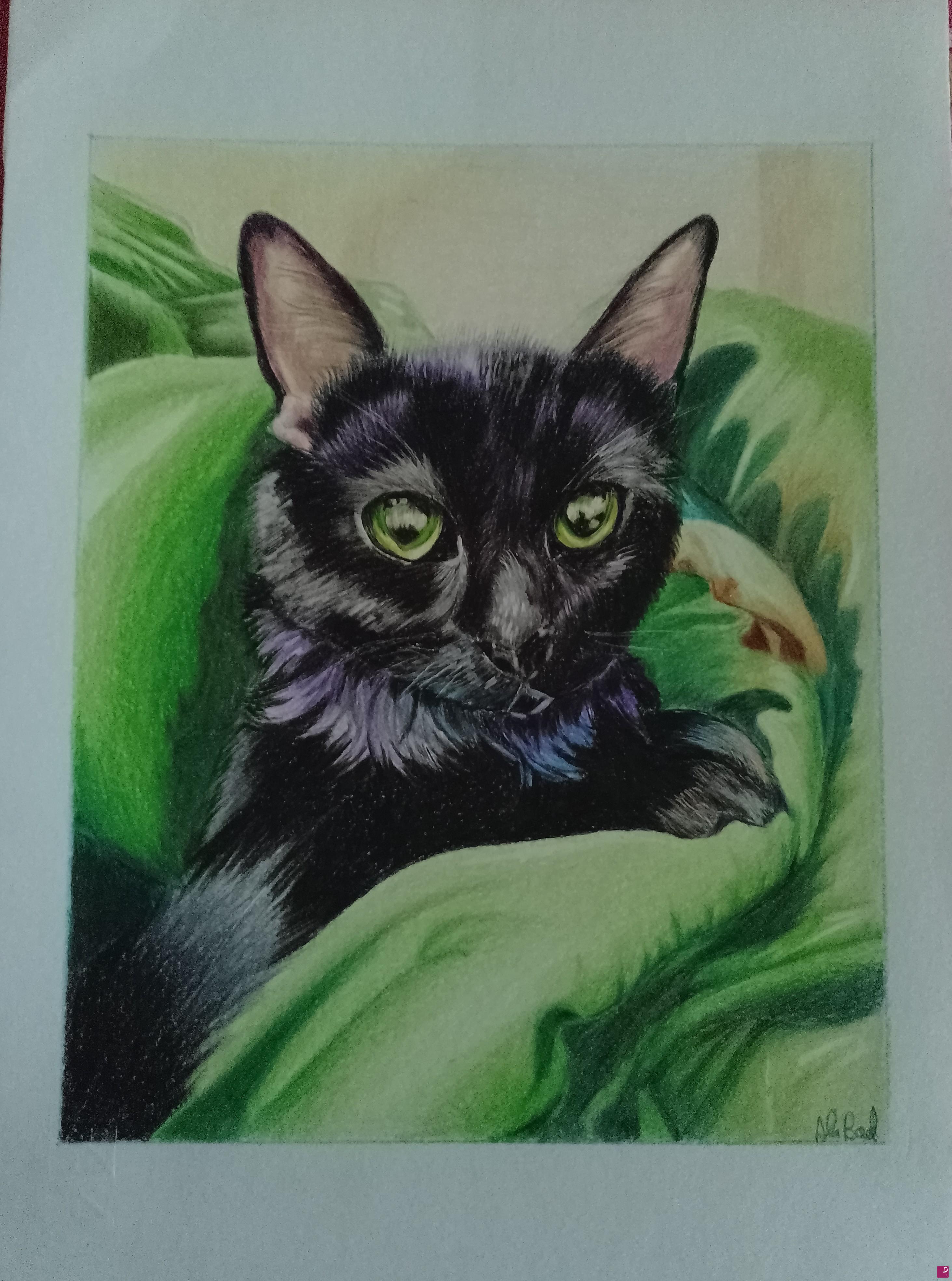 quadri in vendita online - Gatto nero