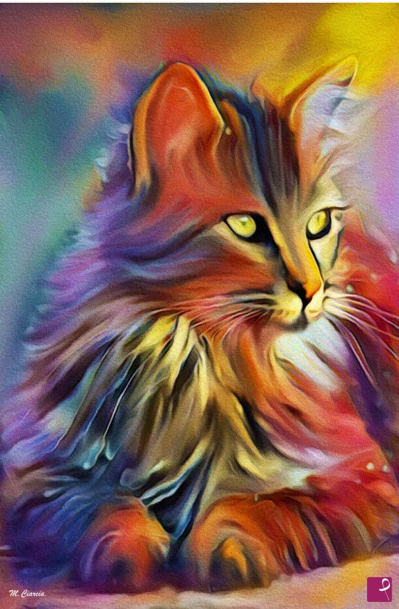 quadri in vendita online - Gatto solare - Stampa Fine Art su Tela