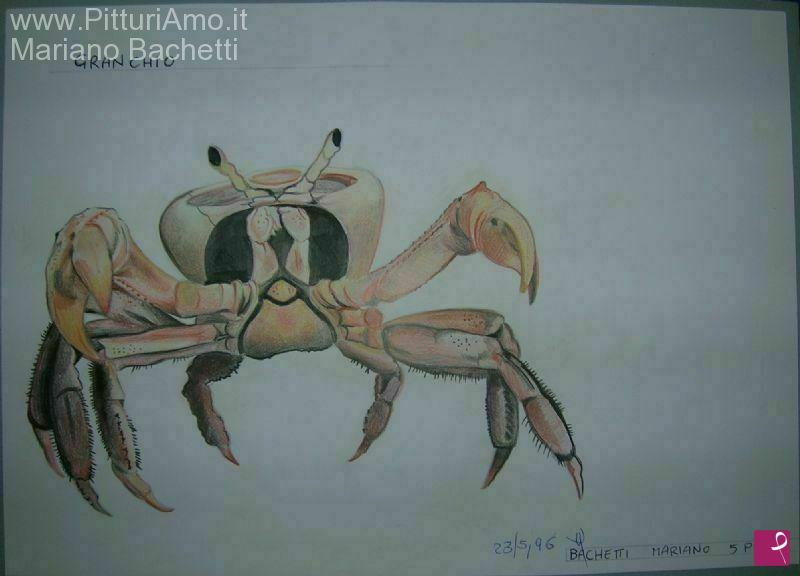 quadri in vendita online - Granchio