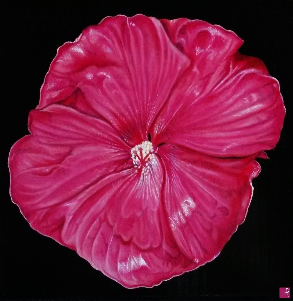 quadri in vendita online - "HIBISCUS MOSCHEUTOS"