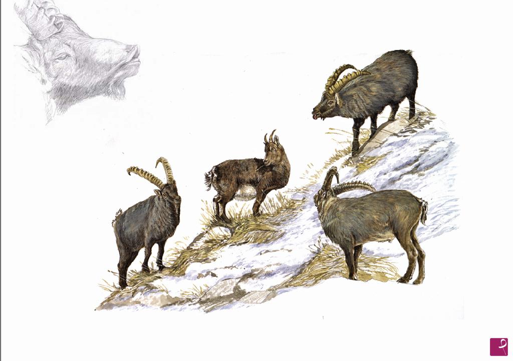 quadri in vendita online - Il "flehmen", stambecchi in fase di corteggiano 