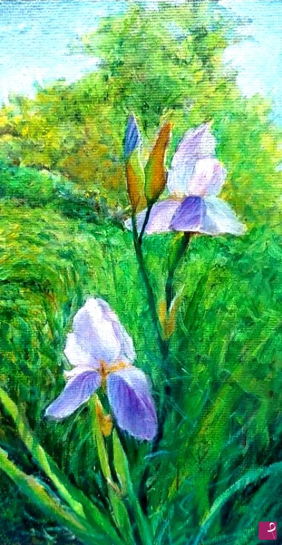 quadri in vendita online - Ireos fiore di campo 