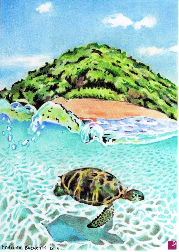 quadri in vendita online - Isola e Tartaruga