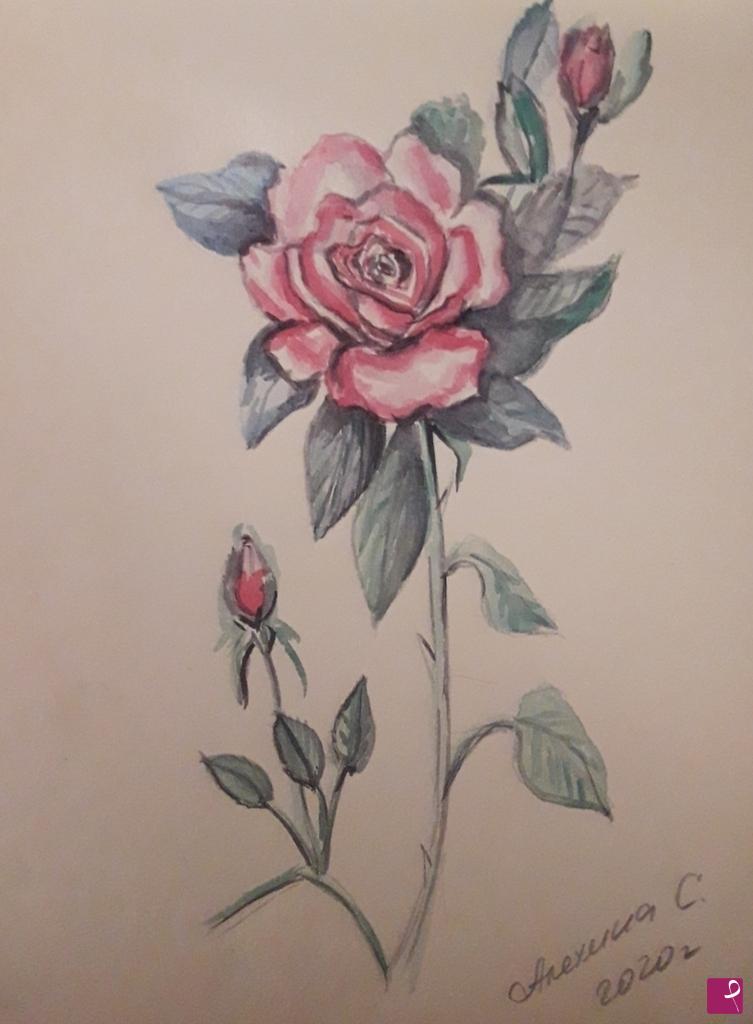 quadri in vendita online - La rosa con boccioli