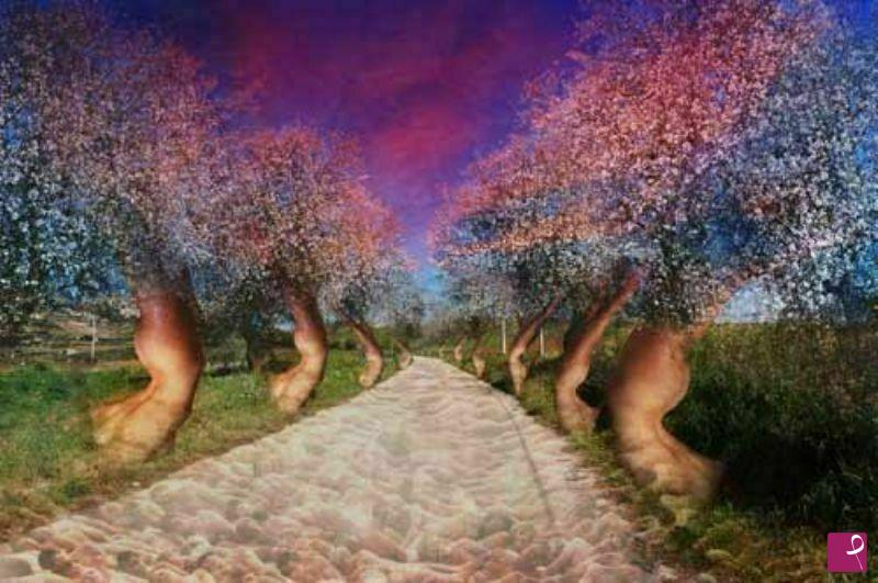 quadri in vendita online - la via dei mandorli in fiore