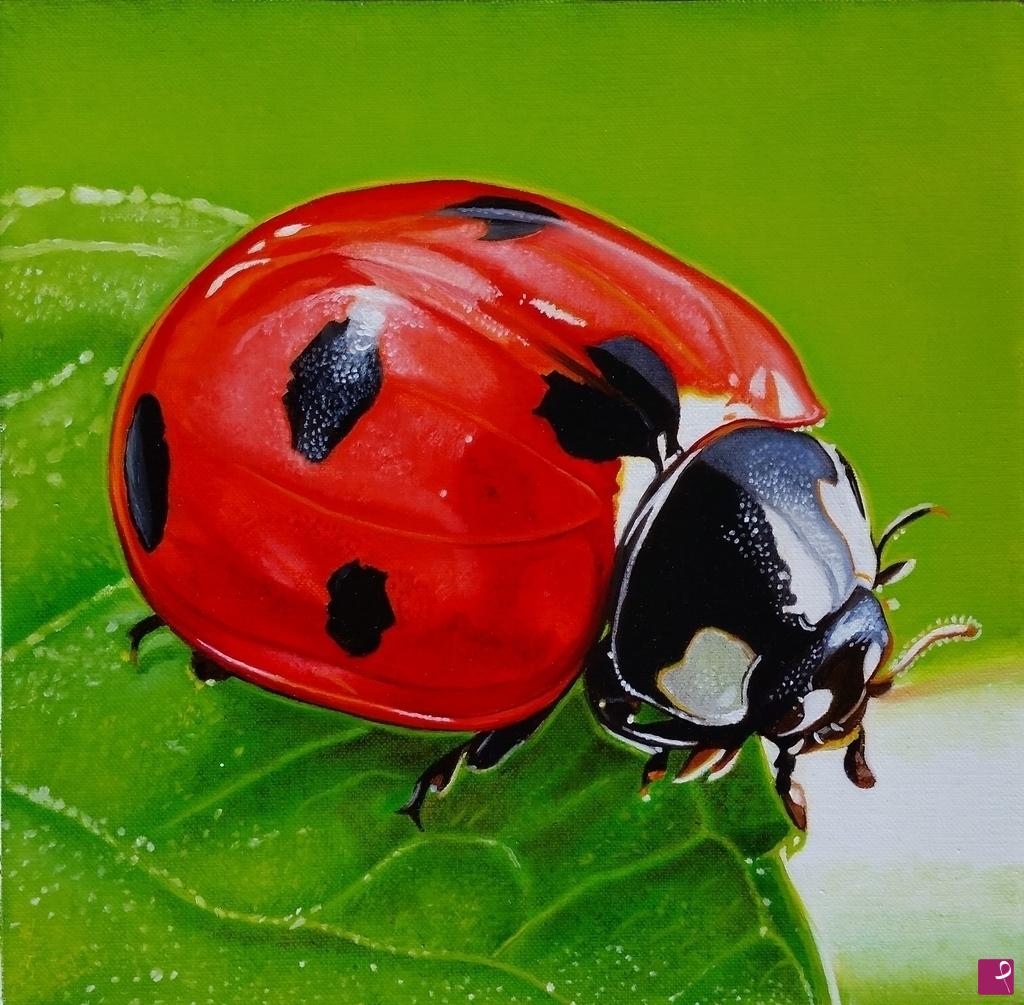 Ladybug. Ladybug овощи. Ladybird-1 Спутник. Ladybug latex. Cartier Ladybug.