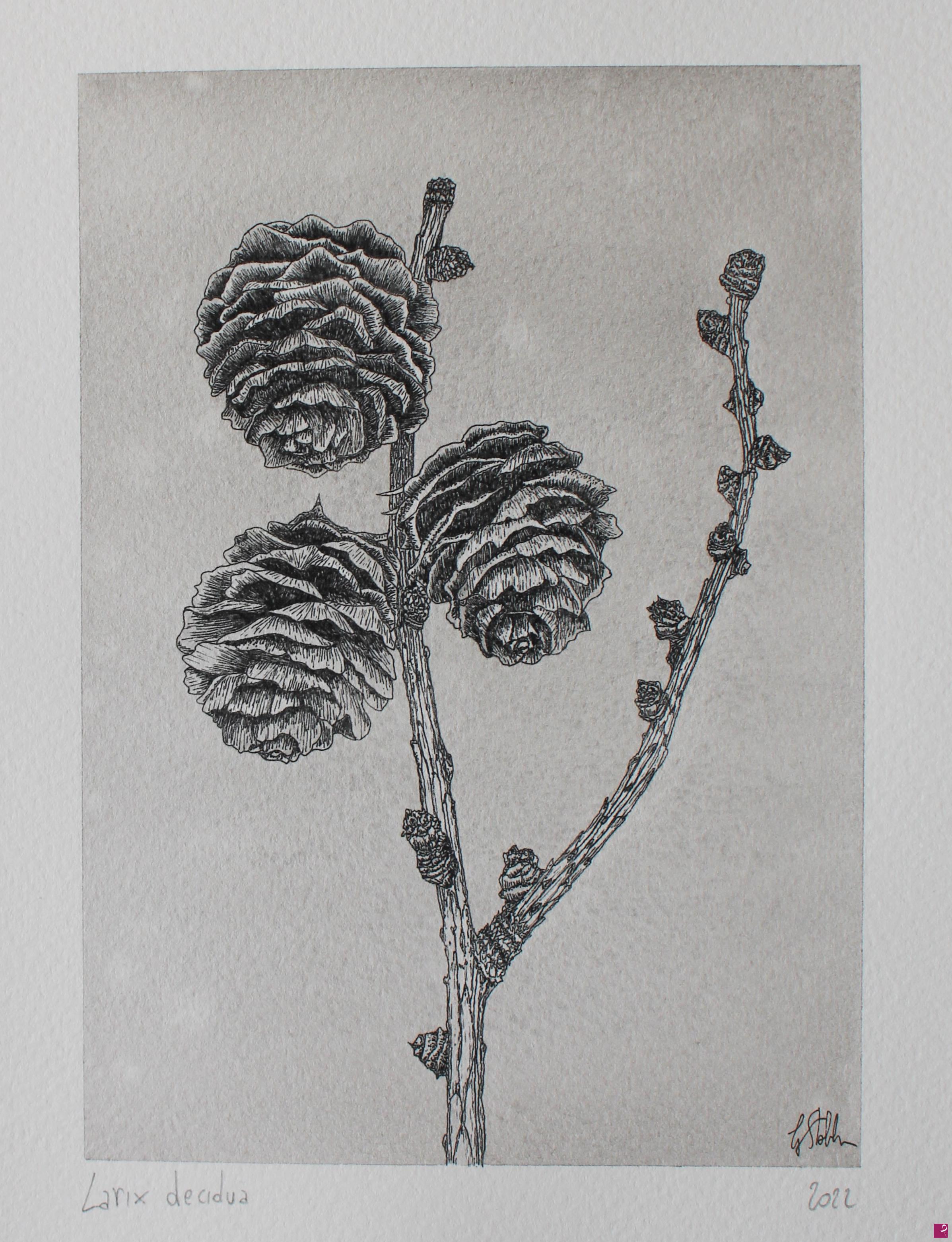 quadri in vendita online - Larix decidua
